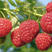双季大果红烧树莓苗，易种好管理，当年结果