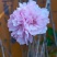 日本樱花