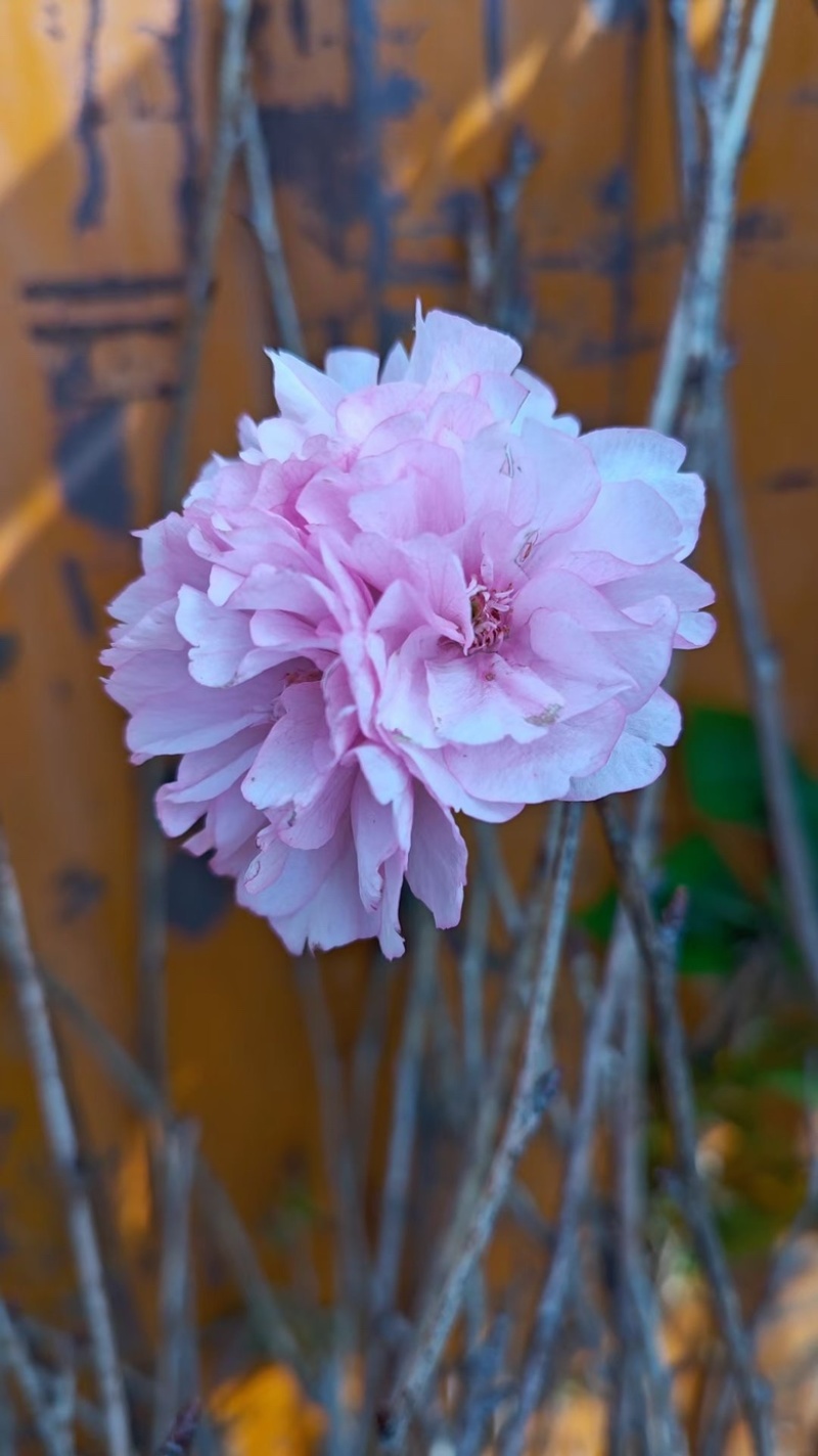 日本樱花