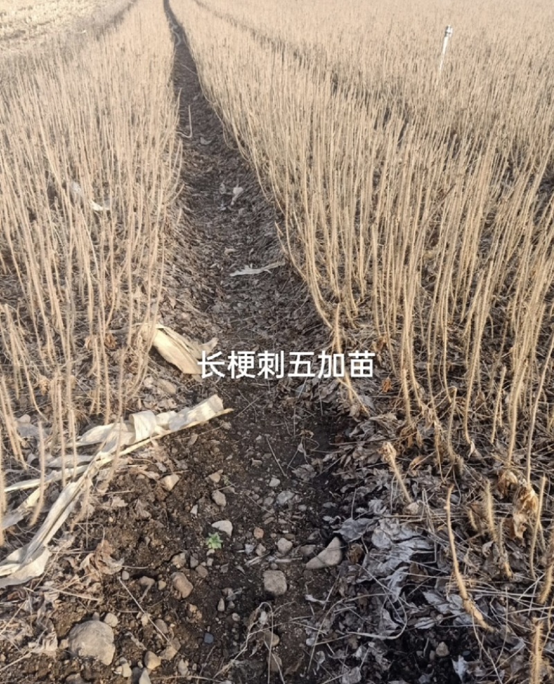 刺五加苗！长梗刺五加苗短梗刺五加苗，红毛黑龙江抗寒苗