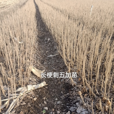 刺五加苗！长梗刺五加苗短梗刺五加苗，红毛黑龙江抗寒苗