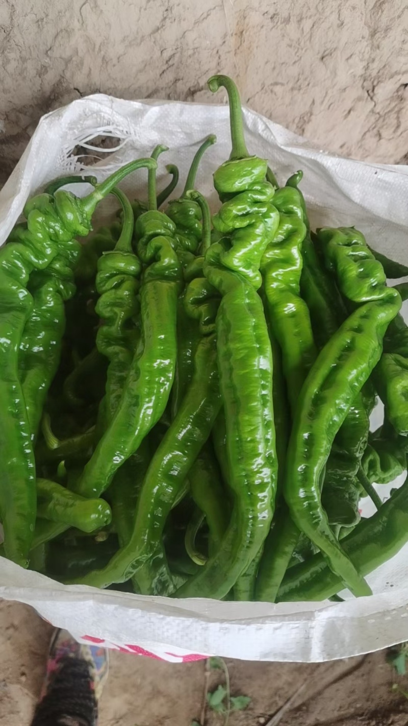 精品陇椒