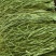 云南省大理州弥渡县高山贡菜