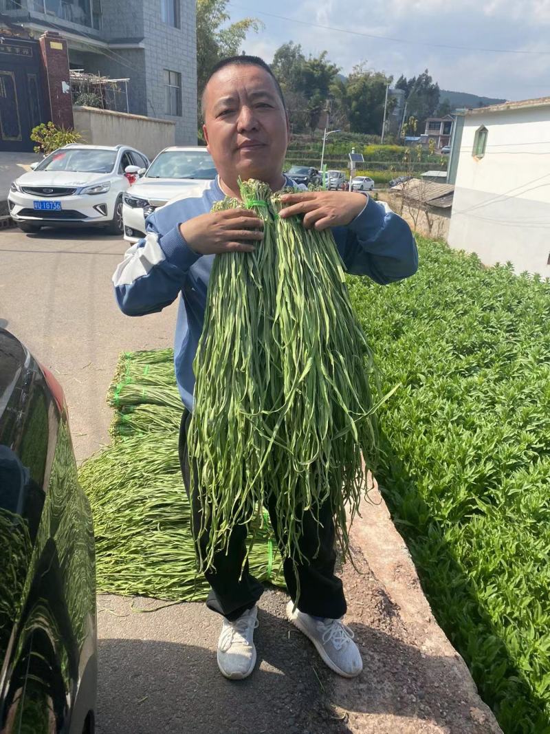 云南省大理州弥渡县高山贡菜