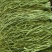 云南省大理州弥渡县高山贡菜