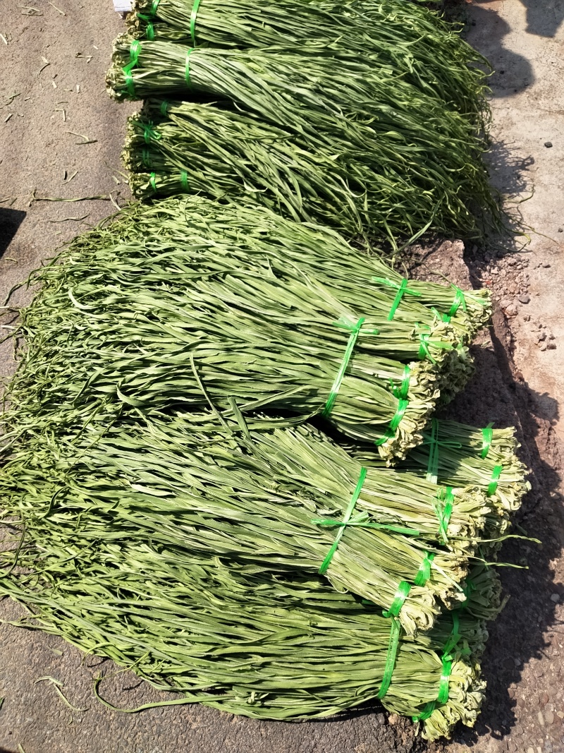 云南省大理州弥渡县高山贡菜