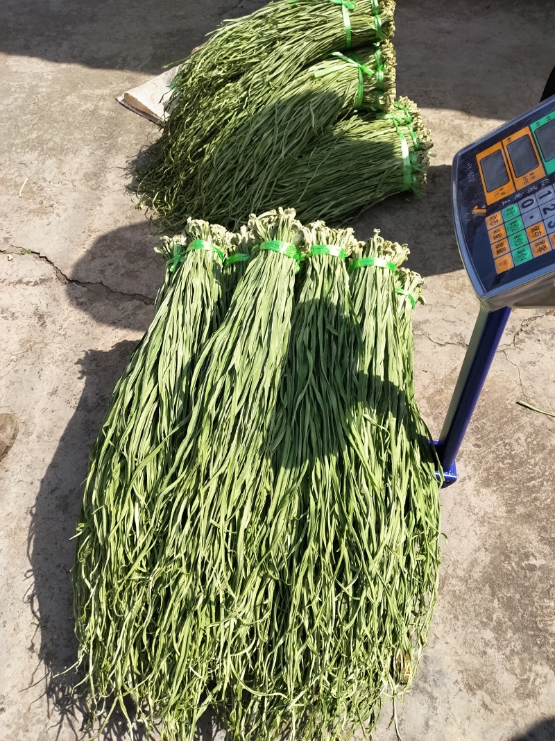 云南省大理州弥渡县高山贡菜
