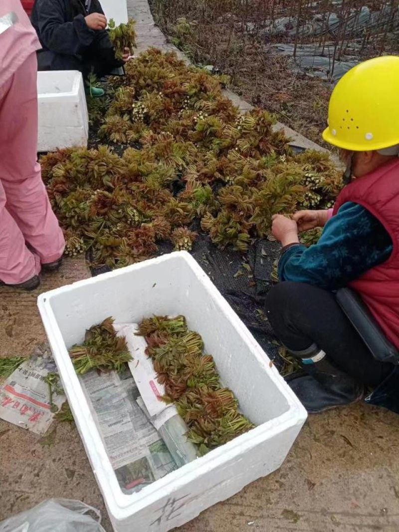 贵州香椿菜香椿芽红香椿
