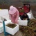 贵州香椿菜香椿芽红香椿