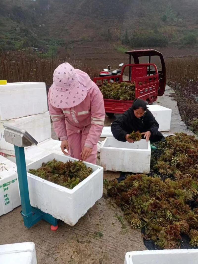 贵州香椿菜香椿芽红香椿