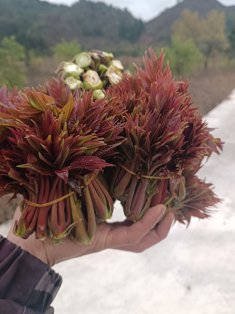 贵州香椿菜香椿芽红香椿