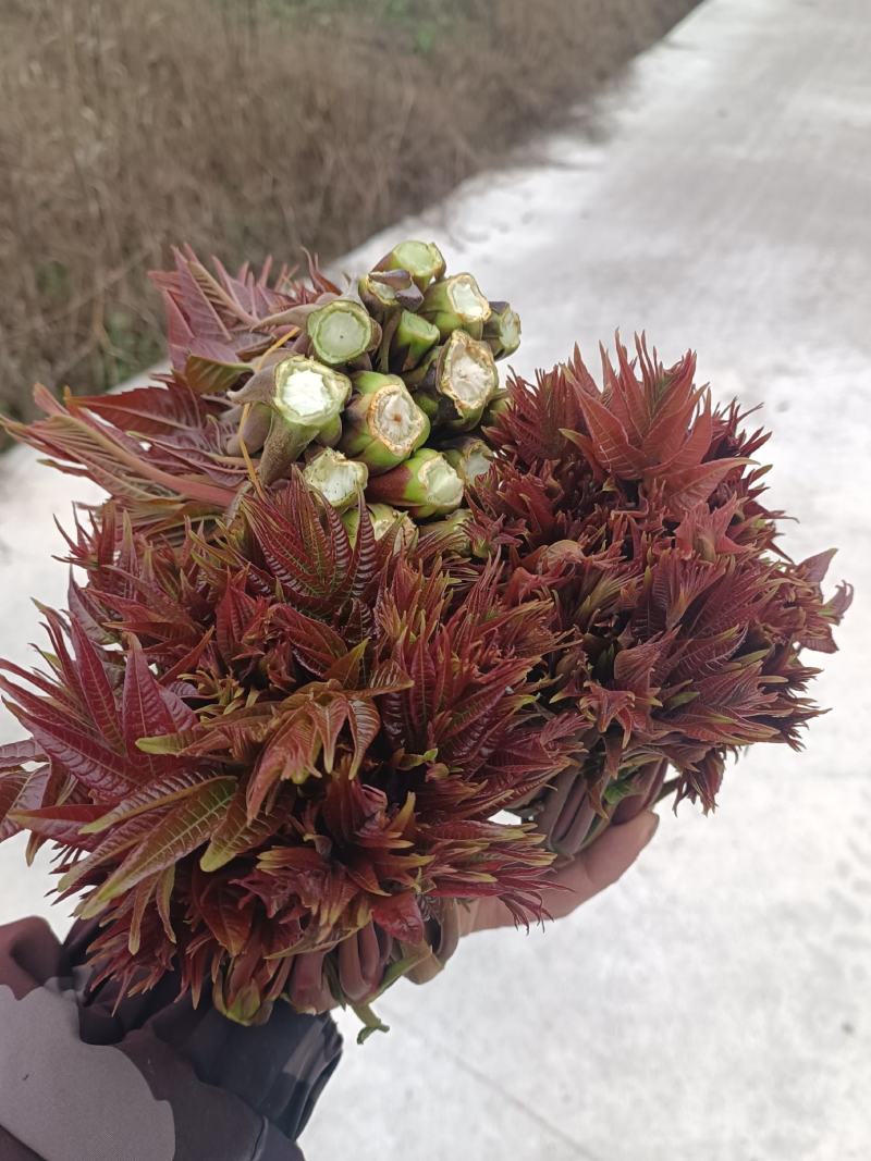 贵州香椿菜香椿芽红香椿