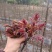 贵州香椿菜香椿芽红香椿