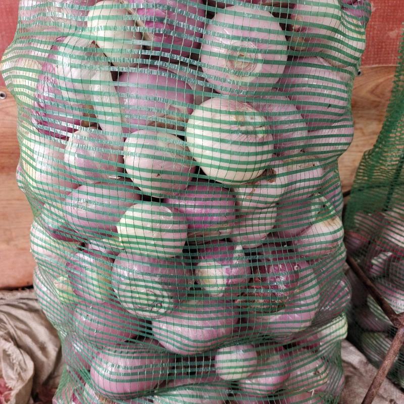 加工厂食品厂食堂洋葱