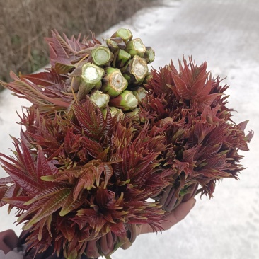 贵州香椿菜香椿芽红香椿