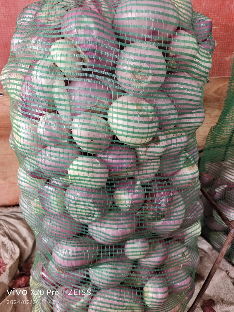 加工厂食品厂食堂洋葱