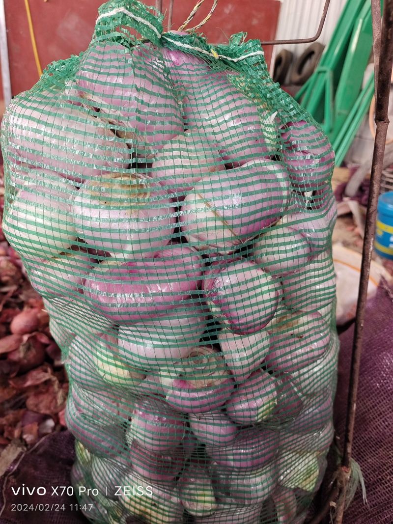 加工厂食品厂食堂洋葱
