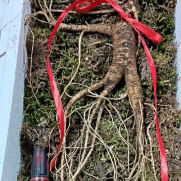高年头鲜的林下参