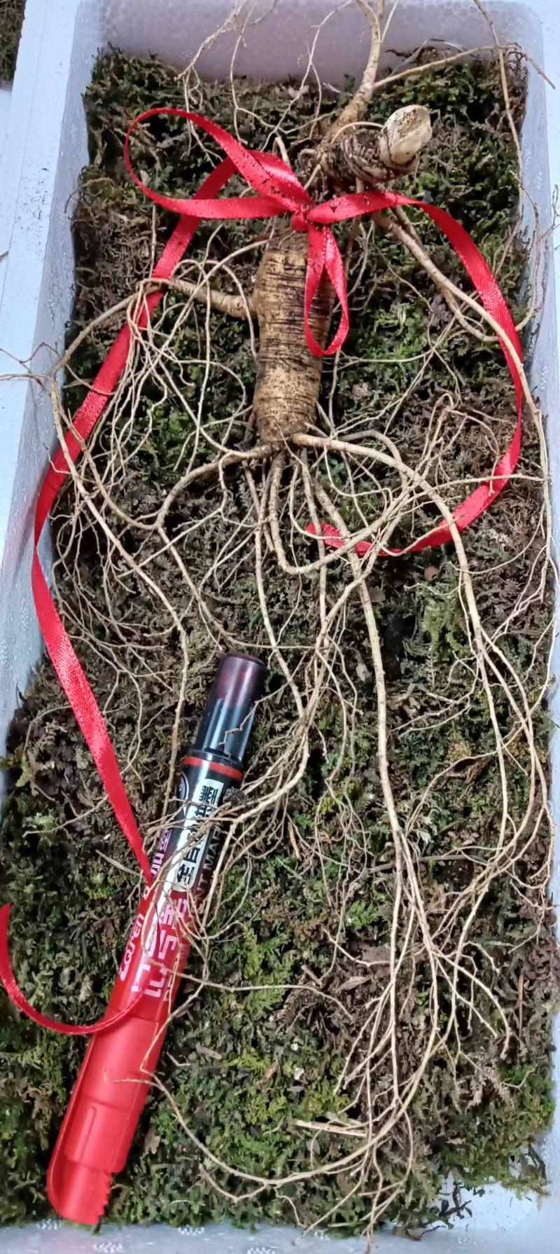 高年头鲜的林下参