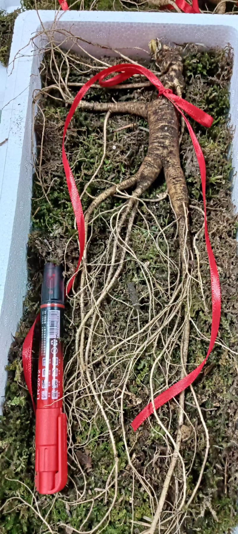 高年头鲜的林下参