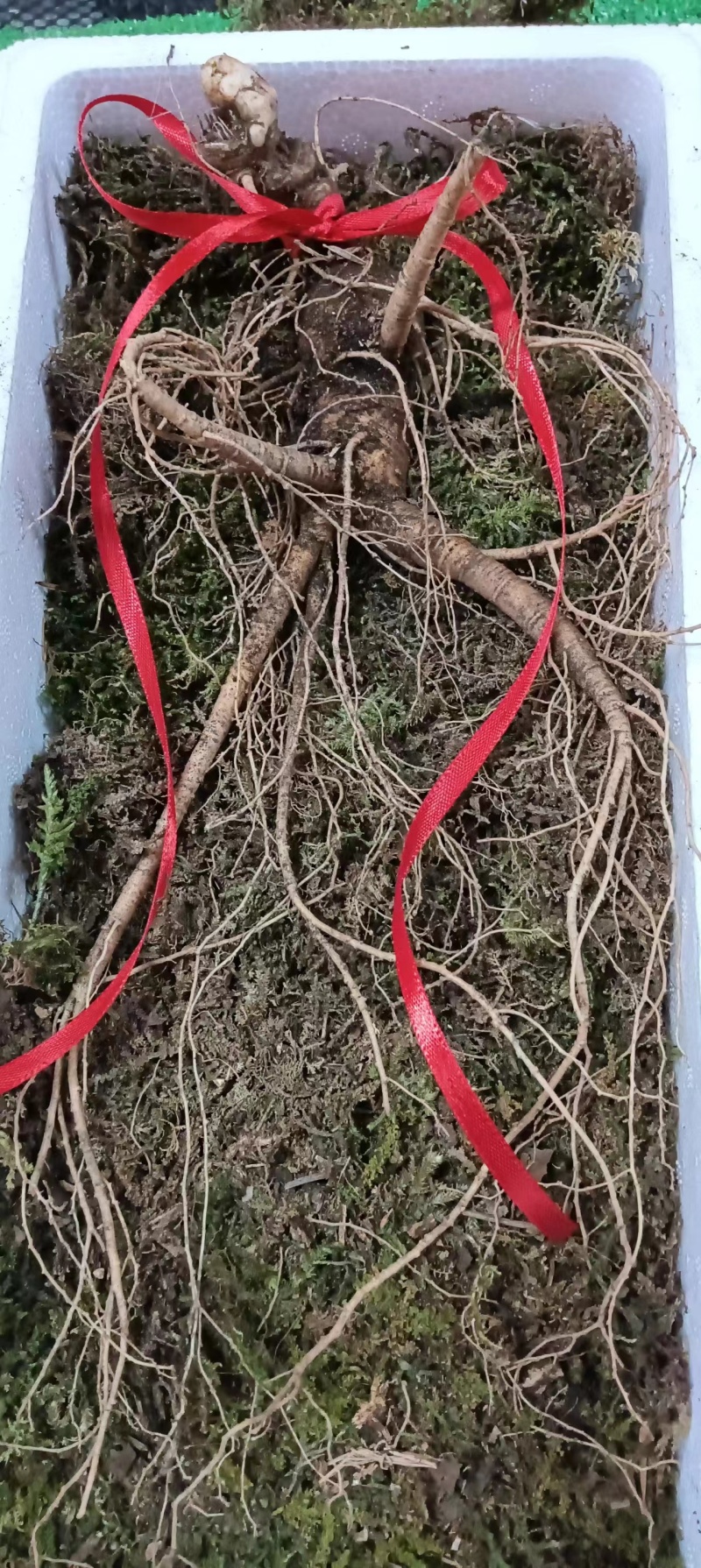 高年头鲜的林下参