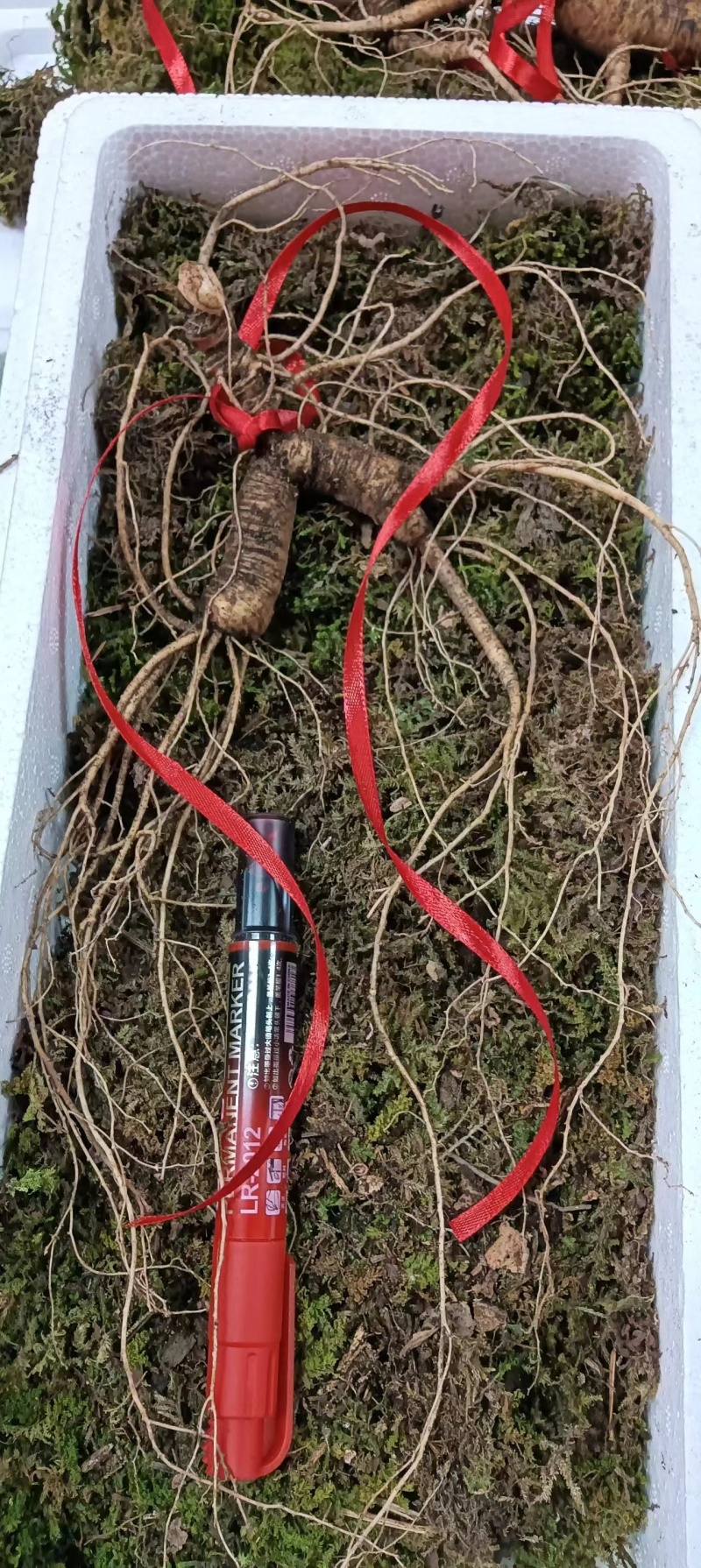 高年头鲜的林下参