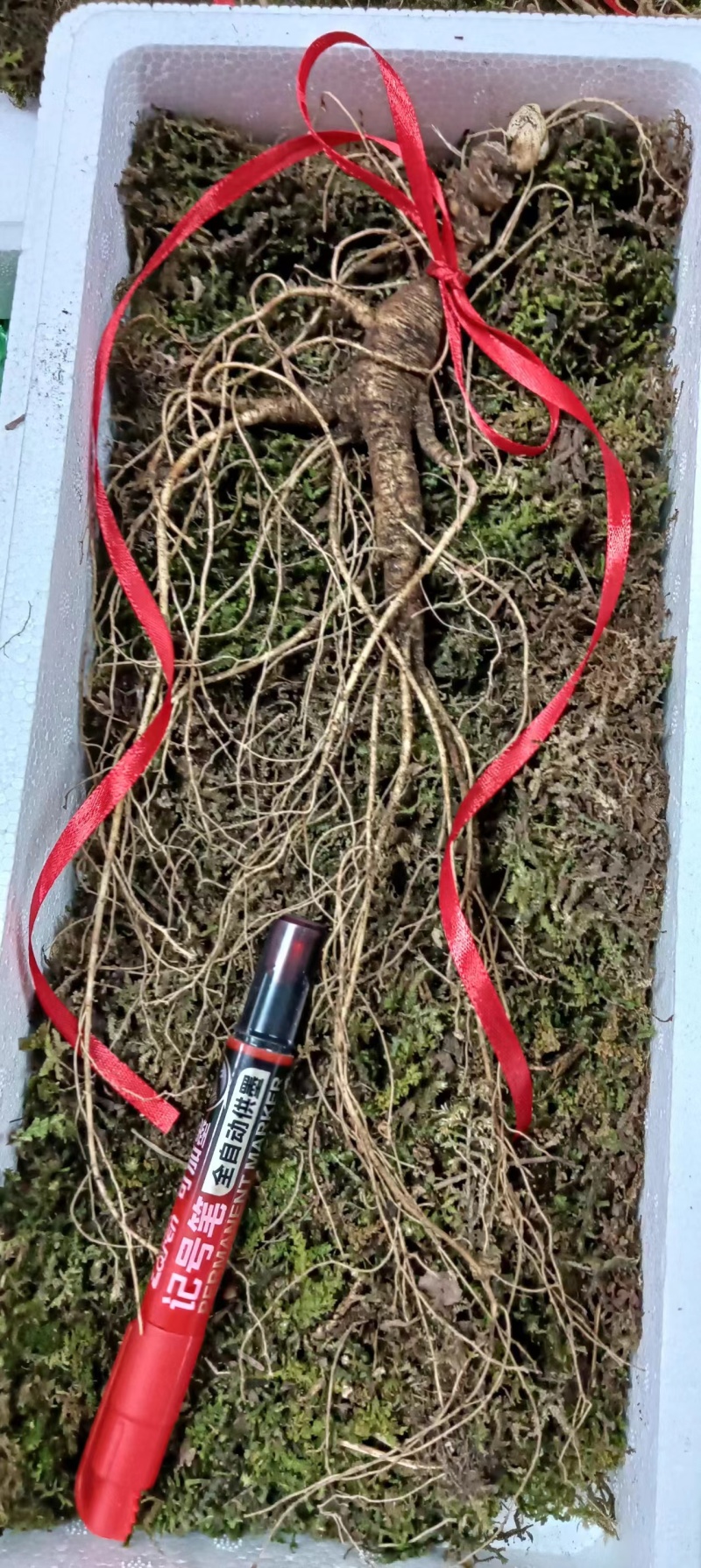 高年头鲜的林下参