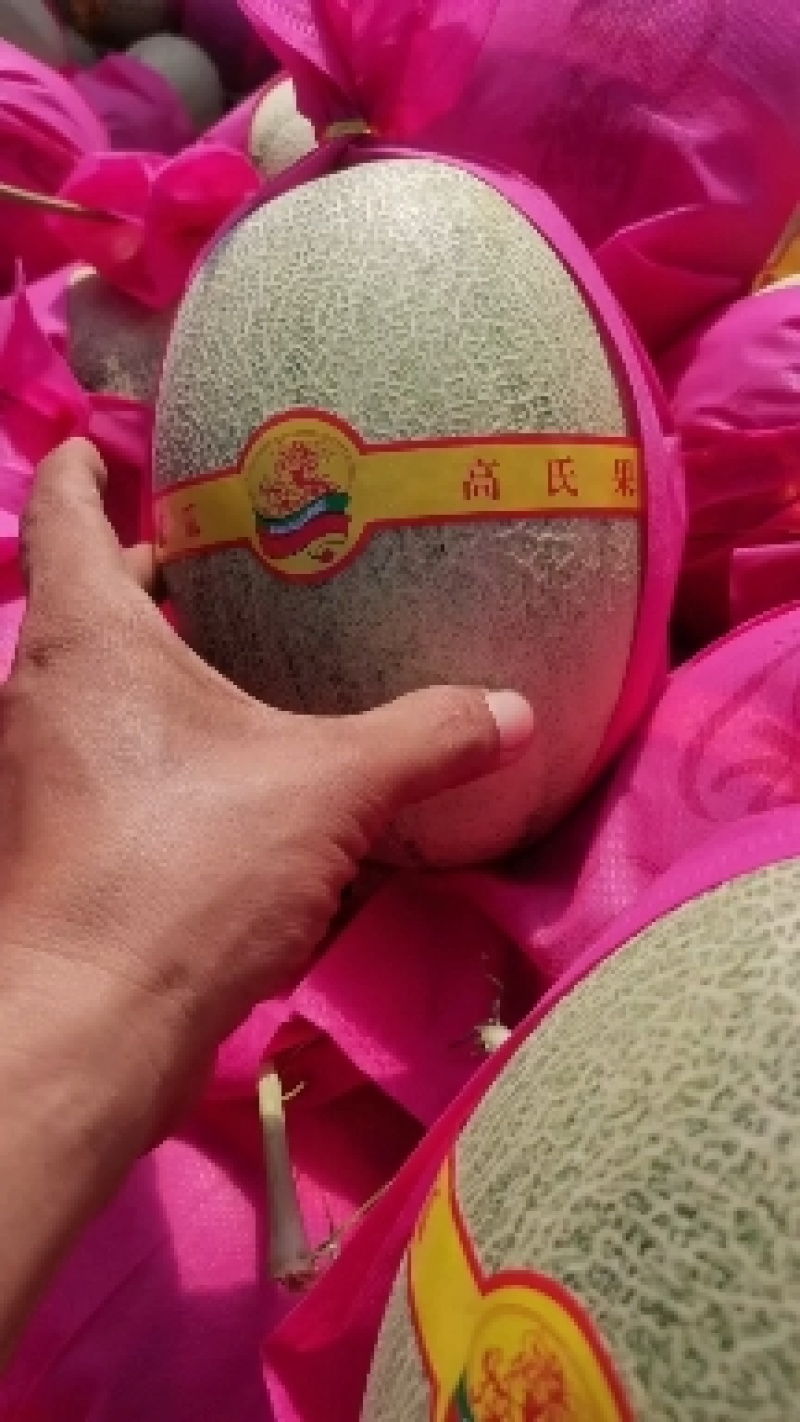 海南晓蜜25哈密瓜产地直发专业代办代发一条龙服务欢迎来电