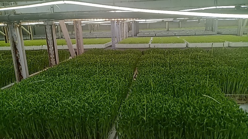 精品活体豌豆苗，可发活体，可发剪好的