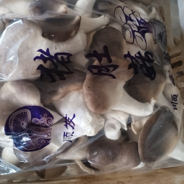 猪肚菇
