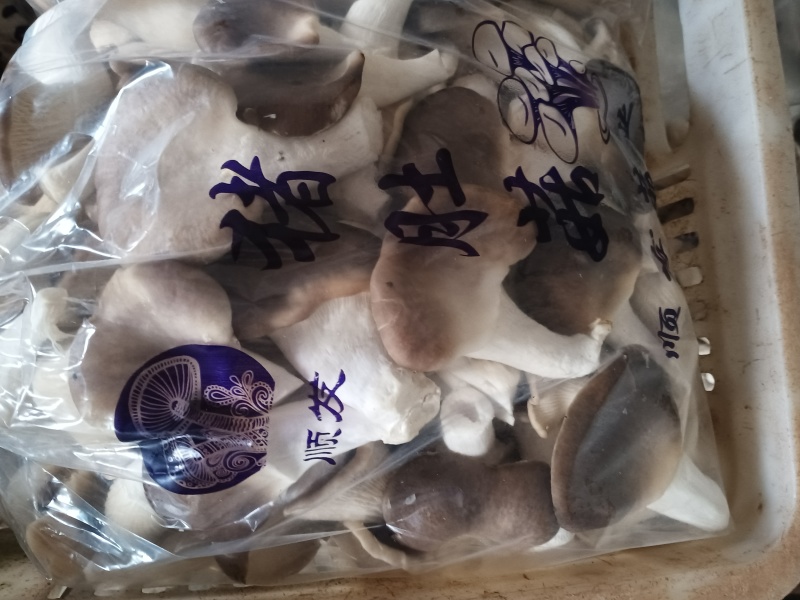 猪肚菇