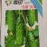 雪印吉星旱黄瓜种子，翠绿，大刺瘤，甜脆丰产，耐低温