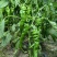 鸿运大果螺丝椒种子，辣味浓，皮薄质脆，耐低温抗高温