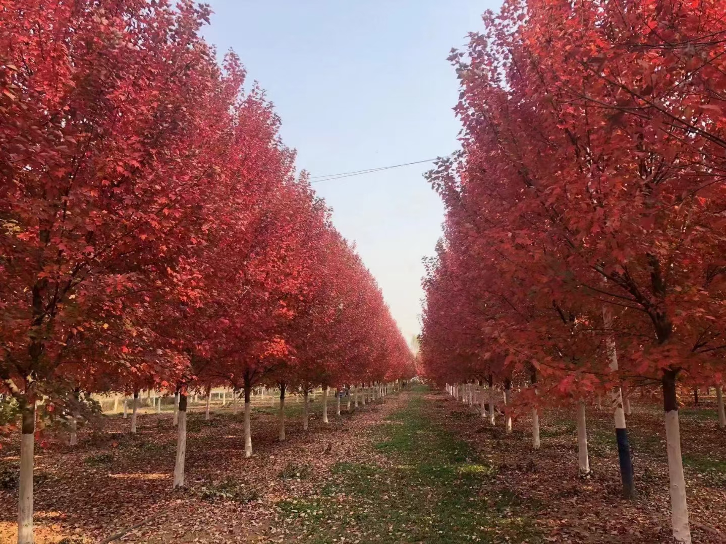 美国红枫十月秋秋季变色实景