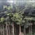 颠朴
