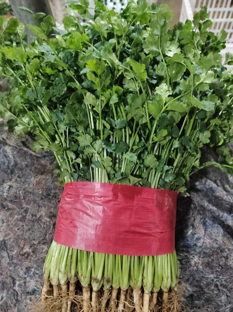 泰安市小叶香菜大量上市，杆青叶绿，基地直发对接全国
