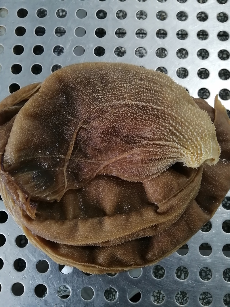 实力推荐牛毛肚大叶片厂家大量供货欢迎订购