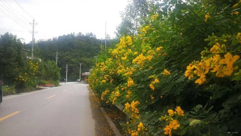 林木种子黄花槐种子别名黄槐金凤树种籽优质园林绿化