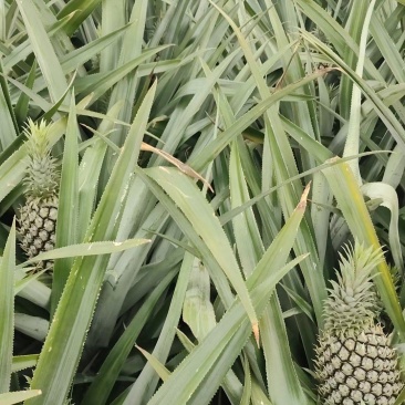 菠萝