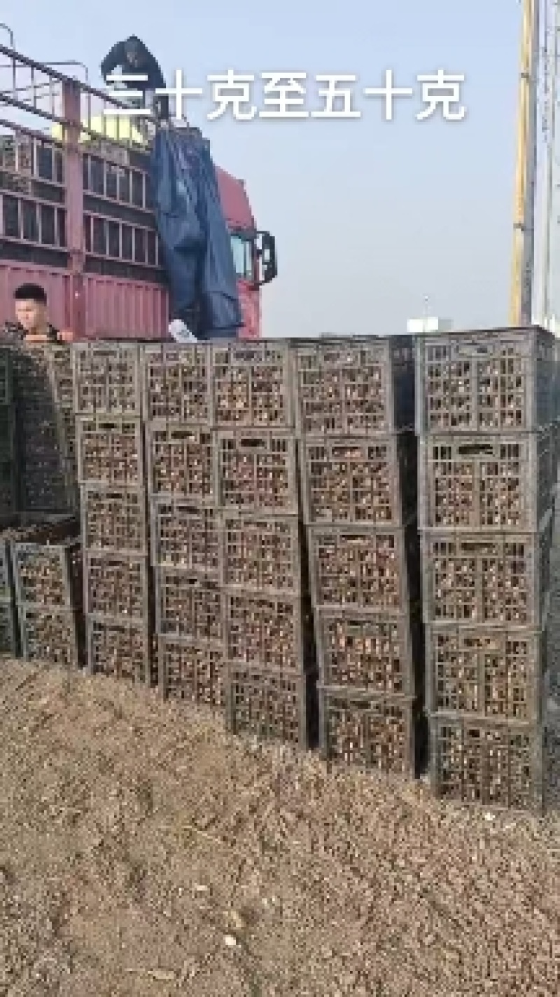 新茬地一手货源无菌白玉山药苗