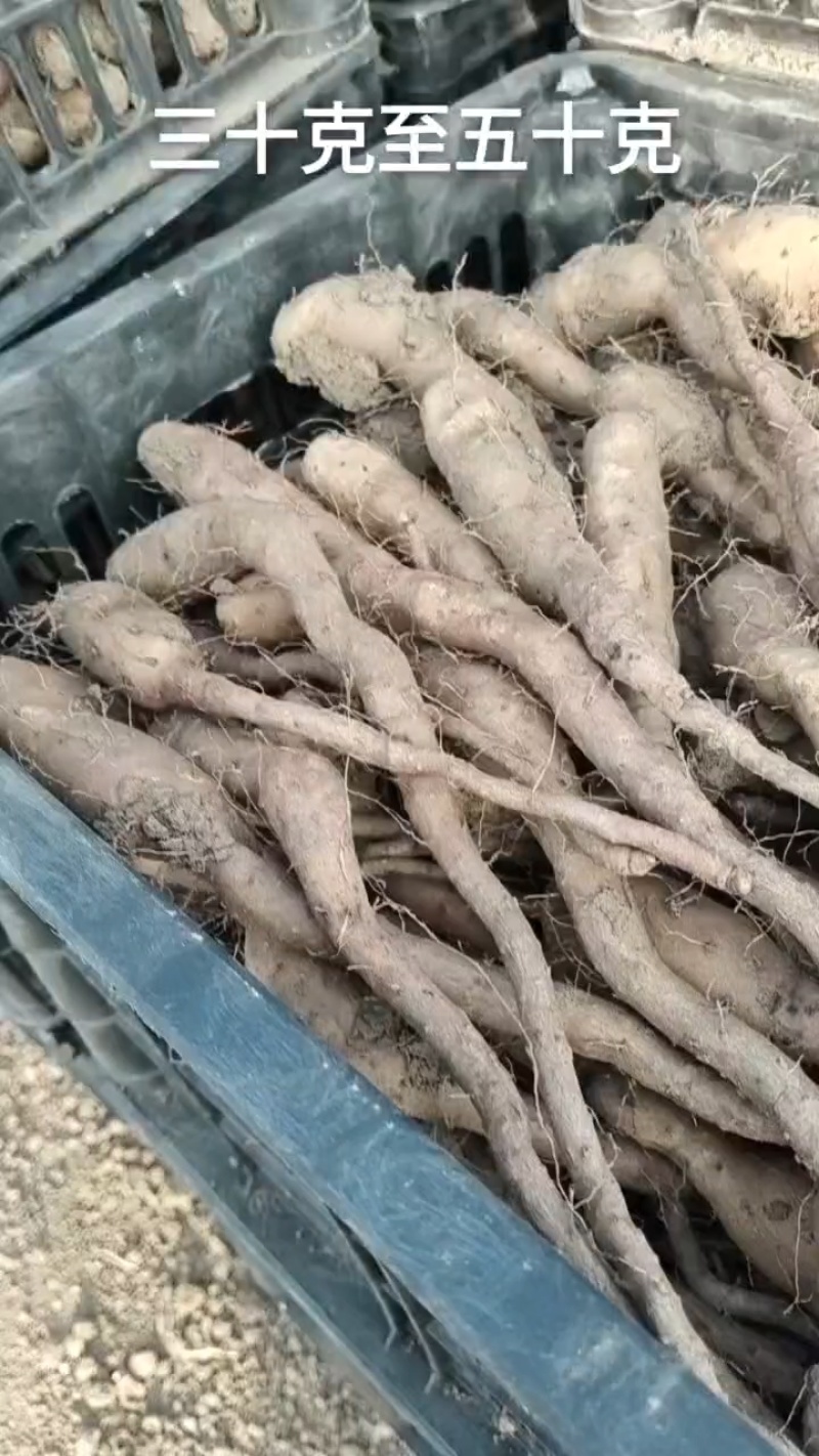 新茬地一手货源无菌白玉山药苗