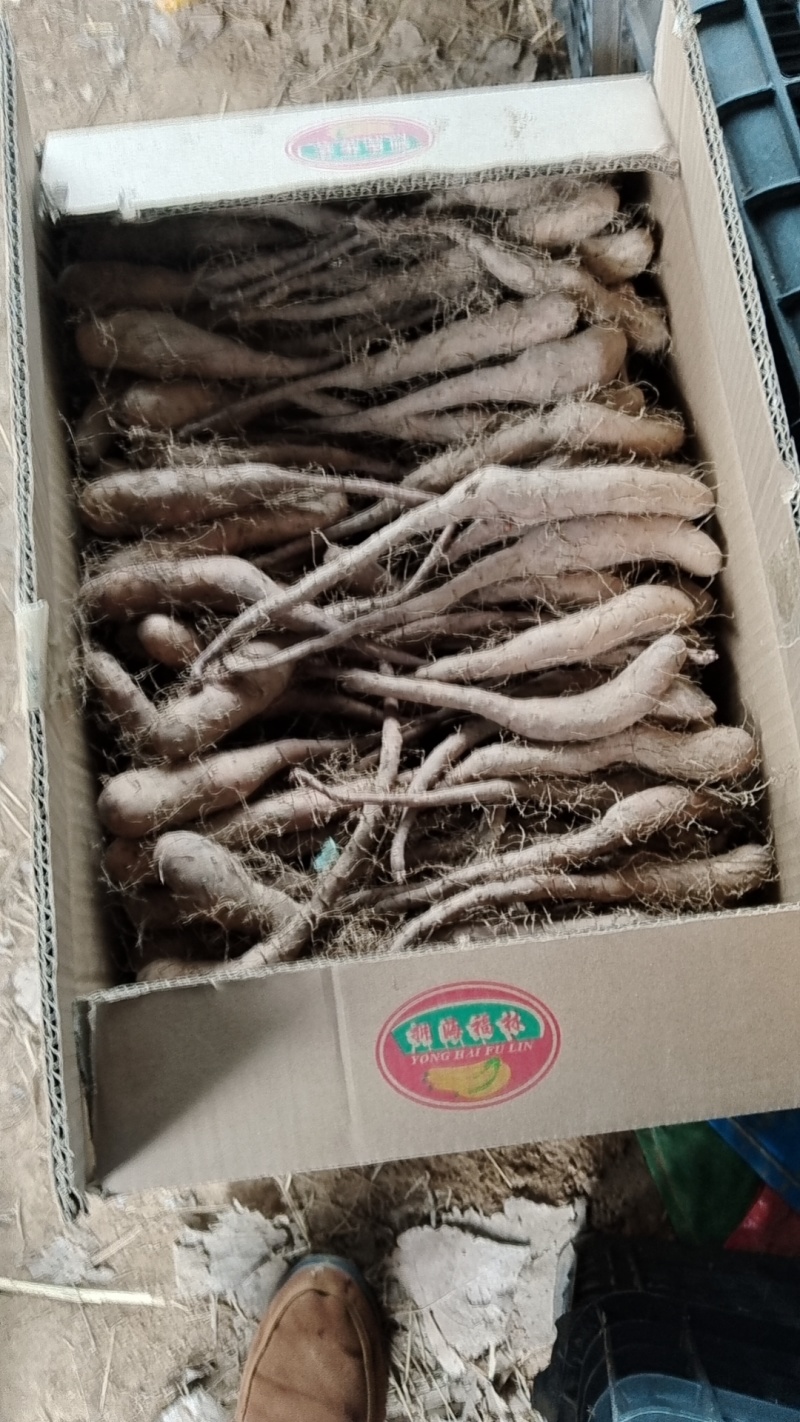 新茬地一手货源无菌白玉山药苗