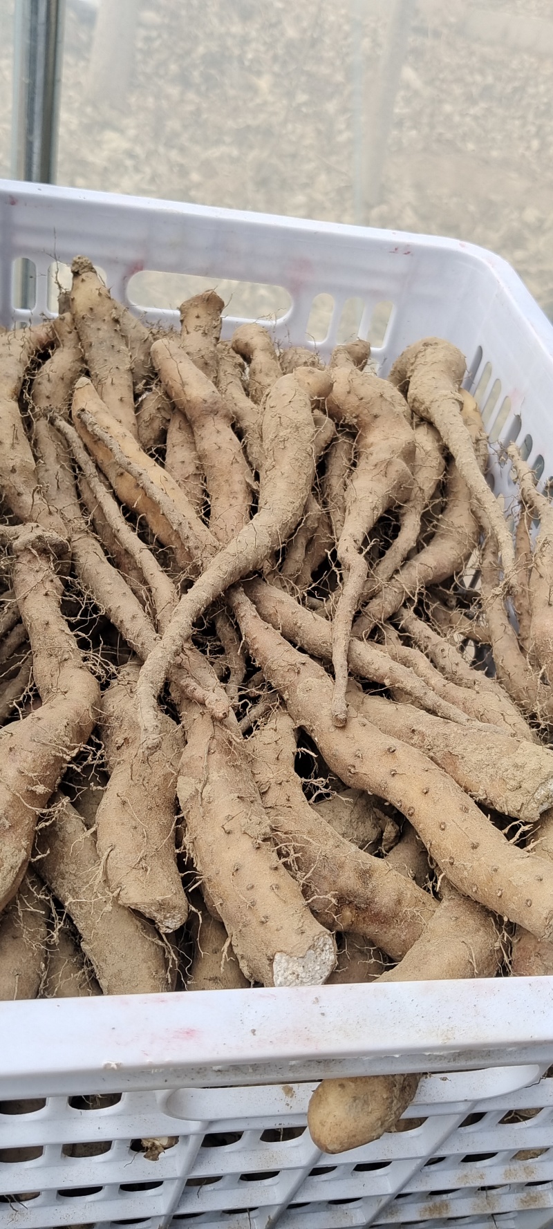 新茬地一手货源无菌白玉山药苗