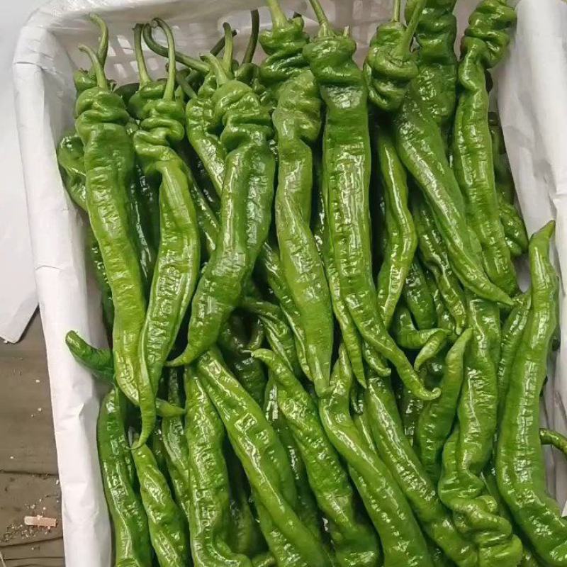 大量螺丝椒上市质量有保证质量有保证货源充足欢迎