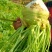 【热卖中】大头菜榨头菜基地直发生产日期2025年2月底