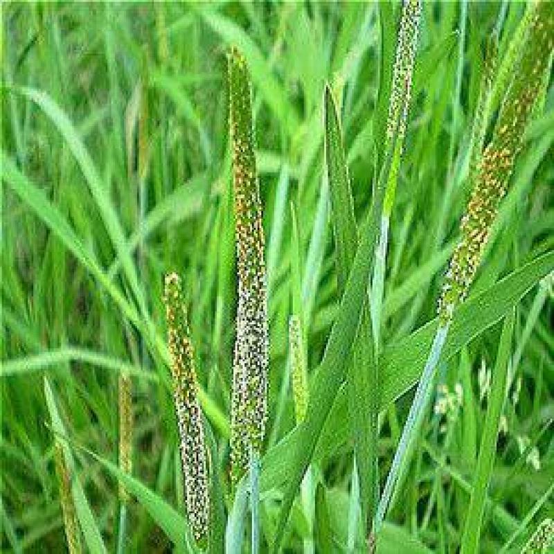 棒棒草种子苦梗草耐寒牧草种子耐湿饲料水草喂养鱼虾