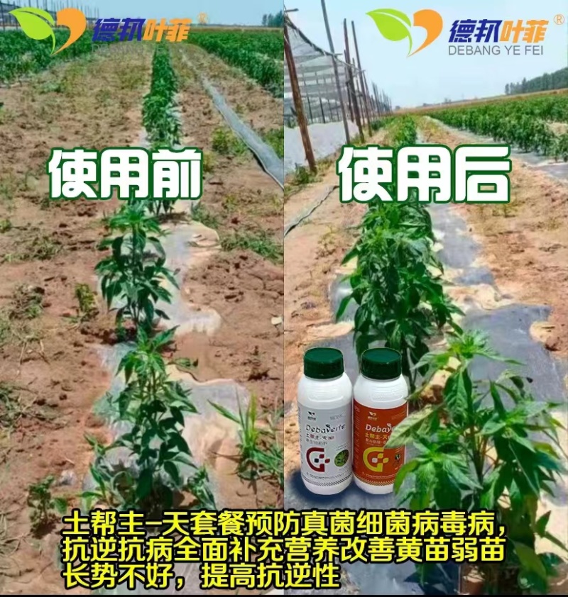 高抗重茬，铲除土传病菌，减少连作障碍，针对死苗烂根，根腐