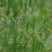棒棒草种子苦梗草耐寒牧草种子耐湿饲料水草喂养鱼虾