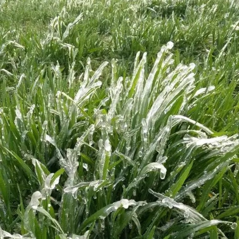 棒棒草种子苦梗草耐寒牧草种子耐湿饲料水草喂养鱼虾