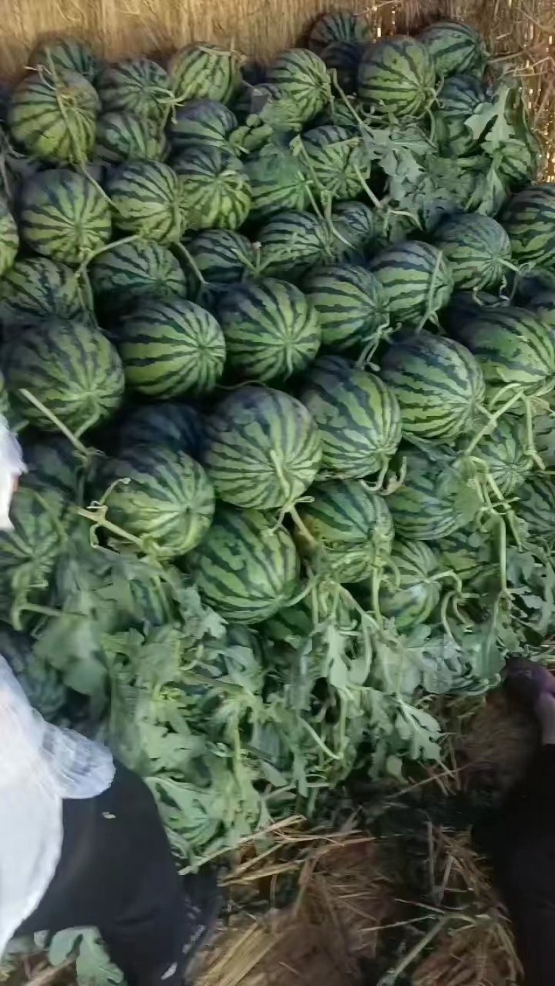 精品无籽美都/产地直发/一手货源/物美价廉/欢迎致电